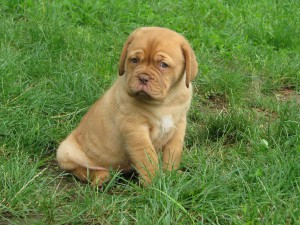 Cuccioli Dogue De Bordeaux