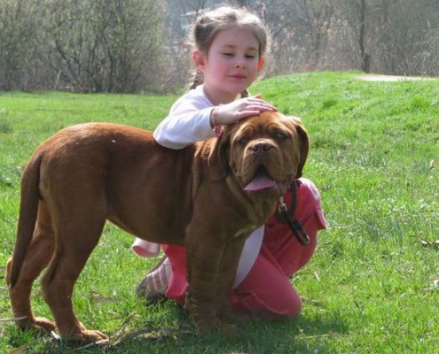 Dogue De Bordeaux