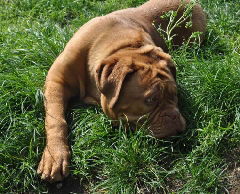 Dogue De Bordeaux