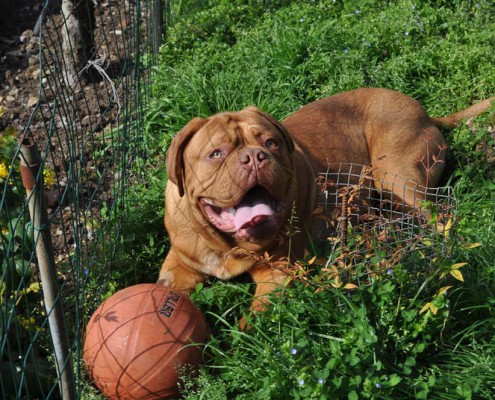 Dogue De Bordeaux