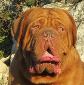 Dogue De Bordeaux Moro