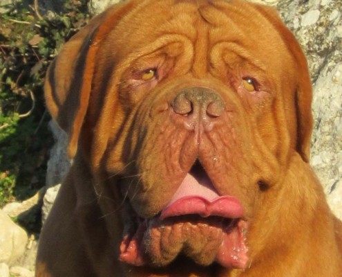 Dogue De Bordeaux Moro