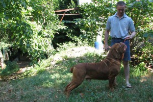Dogue De Bordeaux Moro