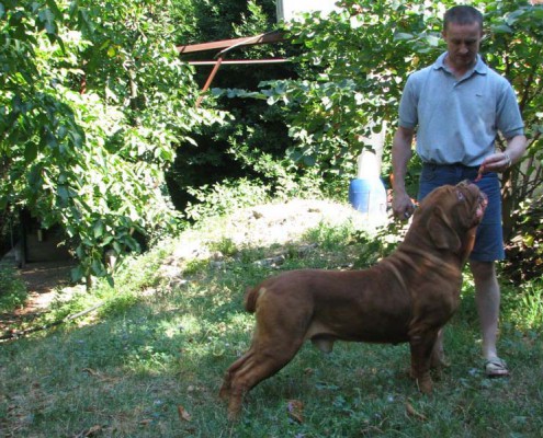 Dogue De Bordeaux Moro