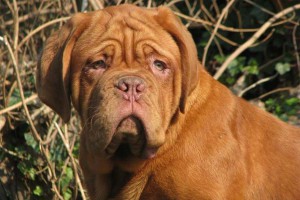 Dogue De Bordeaux Moro