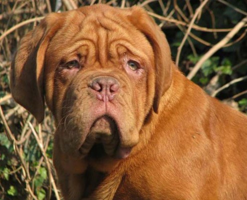 Dogue De Bordeaux Moro