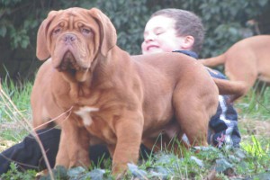 Dogue De Bordeaux Moro