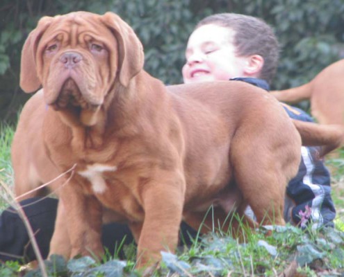 Dogue De Bordeaux Moro