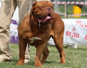 Dogue De Bordeaux Moro