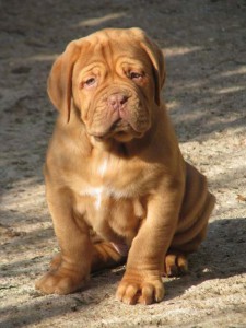 Dogue De Bordeaux