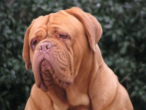 Dogue De Bordeaux