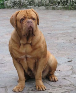 Dogue De Bordeaux