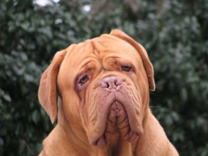 Dogue De Bordeaux