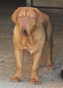 Dogue De Bordeaux