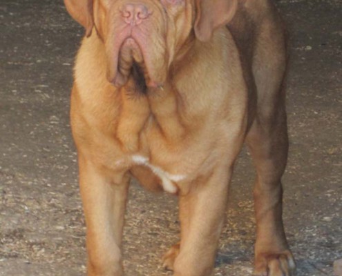 Dogue De Bordeaux