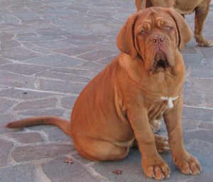 Dogue De Bordeaux