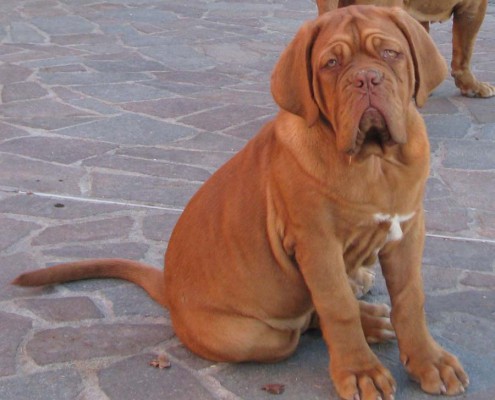Dogue De Bordeaux