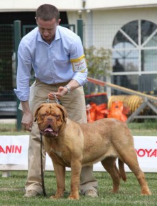 Dogue De Bordeaux