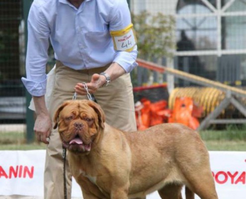 Dogue De Bordeaux