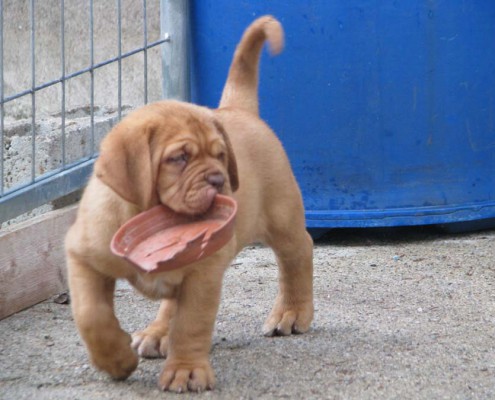 Dogue De Bordeaux