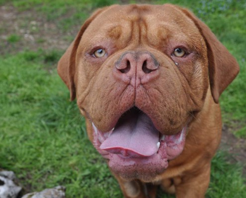 Dogue De Bordeaux