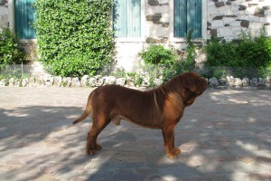 Dogue De Bordeaux