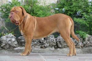 Dogue De Bordeaux