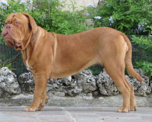 Dogue De Bordeaux