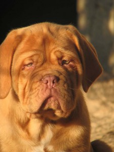 Dogue De Bordeaux