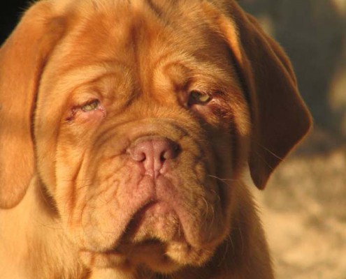 Dogue De Bordeaux