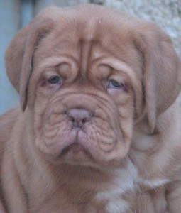 Dogue De Bordeaux