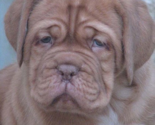 Dogue De Bordeaux