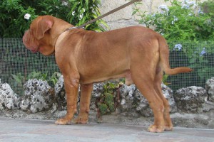 Dogue De Bordeaux