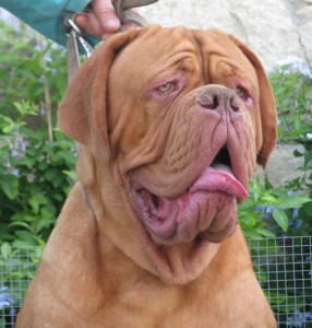 Dogue De Bordeaux