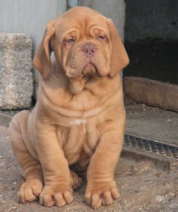 Dogue De Bordeaux