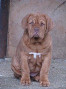 Dogue De Bordeaux