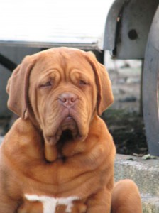 Dogue De Bordeaux
