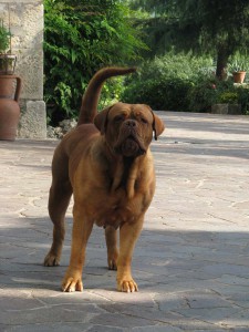 Dogue De Bordeaux