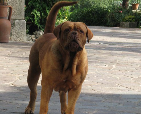 Dogue De Bordeaux