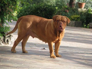 Dogue De Bordeaux