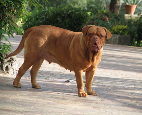 Dogue De Bordeaux