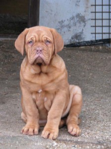 Dogue De Bordeaux
