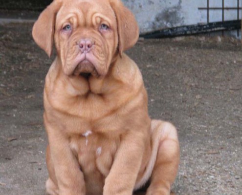Dogue De Bordeaux