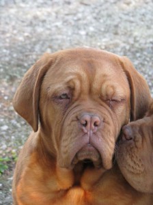 Dogue De Bordeaux