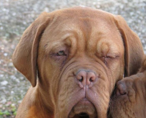 Dogue De Bordeaux