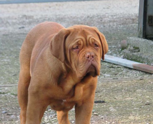 Dogue De Bordeaux