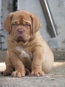 Dogue De Bordeaux