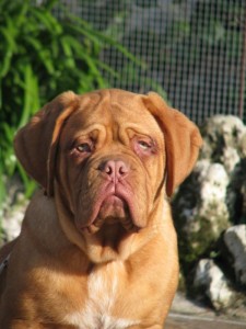 Dogue De Bordeaux