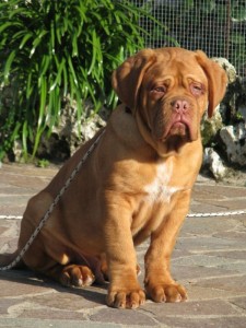 Dogue De Bordeaux