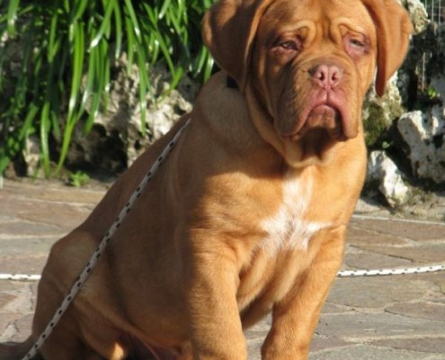 Dogue De Bordeaux
